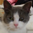 Achtung Kater entlaufen Wer hat unseren Kater (Grauer Rücken, Weißer Bauch, linkes Auge leicht getrübt und ist sehr zutraulich) gesehen oder weiß wo er ist?...