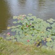 Manchmal entdeckt man auf Radtouren in Kröpelin und seiner Ortsteile, auch idyllische Flecken. Die gestrige Tour führte am Teich in Ortsteil Altenhagen vorbei, dort gibt...