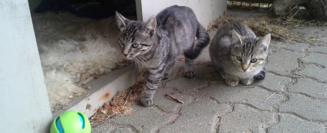 Beim Bauhof Kröpelin wurden heute 2 Fundkatzen abgegeben. Der Besitzer oder wer Interesse an den Tieren hat, kann sich gern unter 038292/85113 melden.